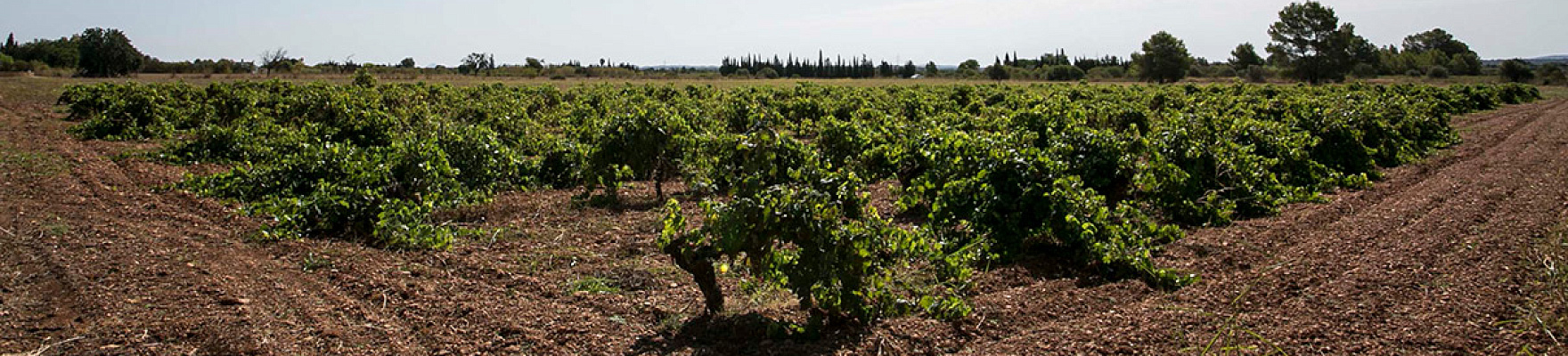 Productor: Ca’n Verdura Viticultors