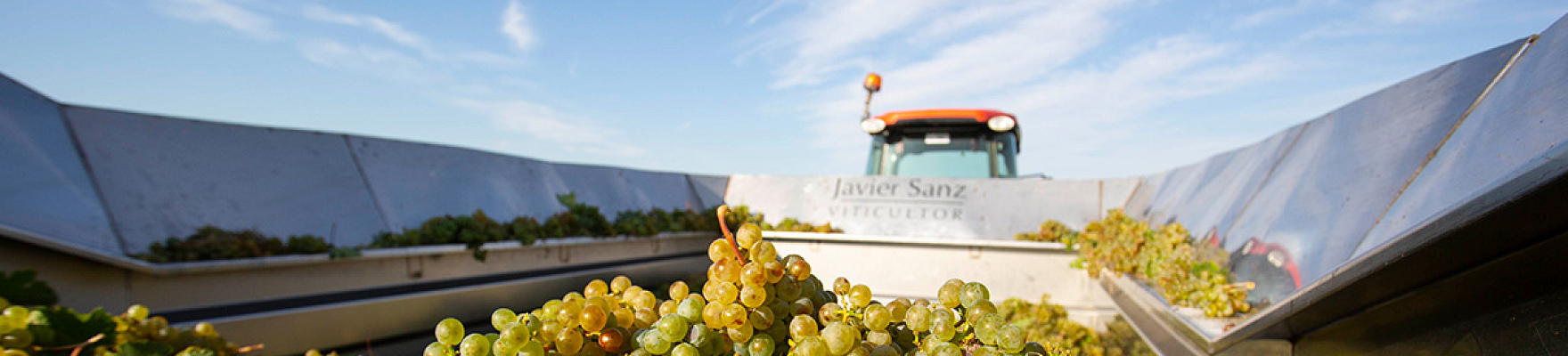 Productor: Javier Sanz Viticultor
