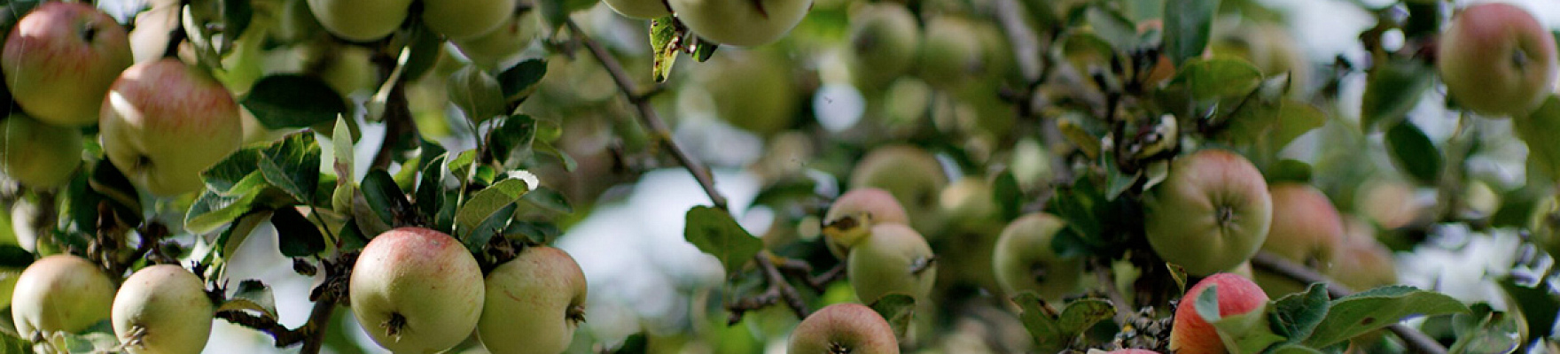 Productor: Brännland Cider