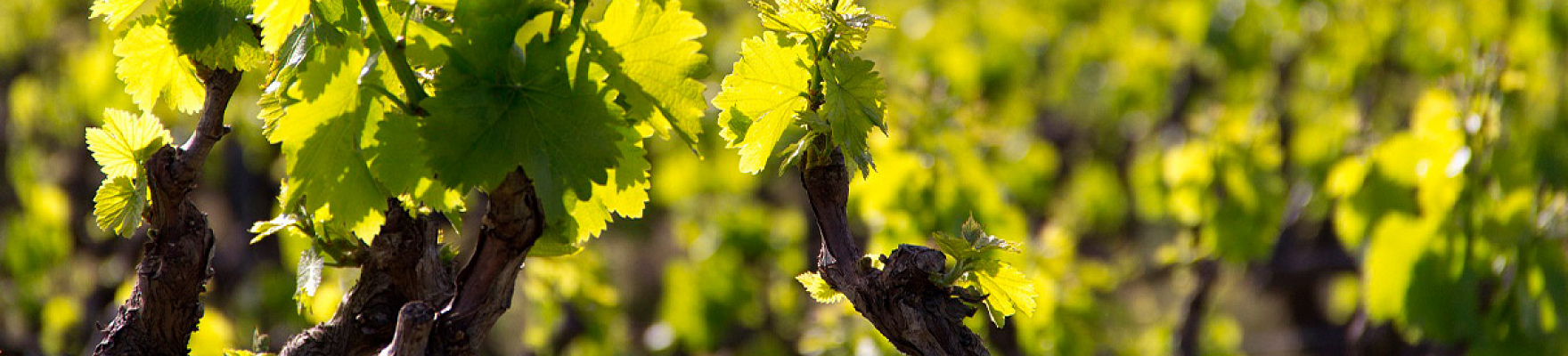 Productor: Domaine du Bouchot