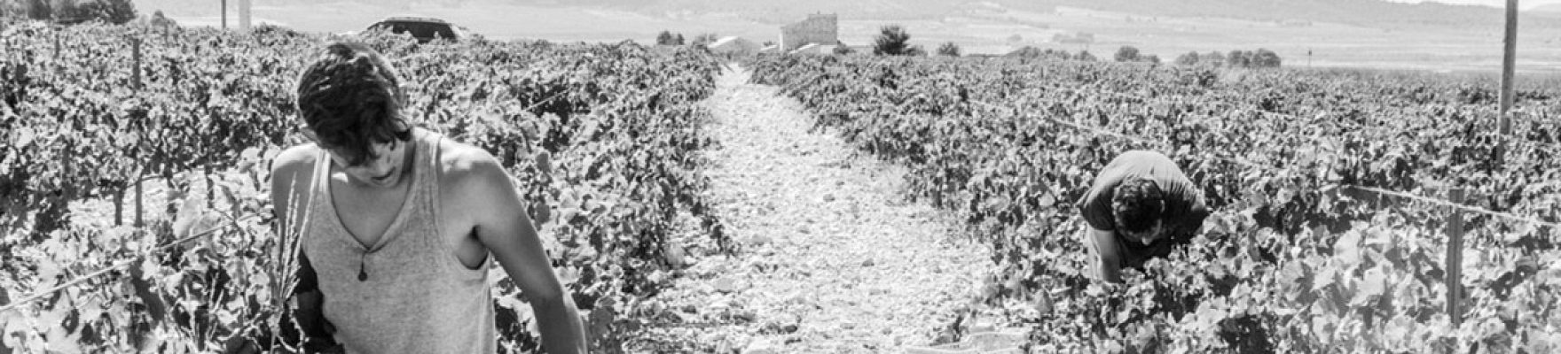 Productor: Bodega Sierra de Cabreras