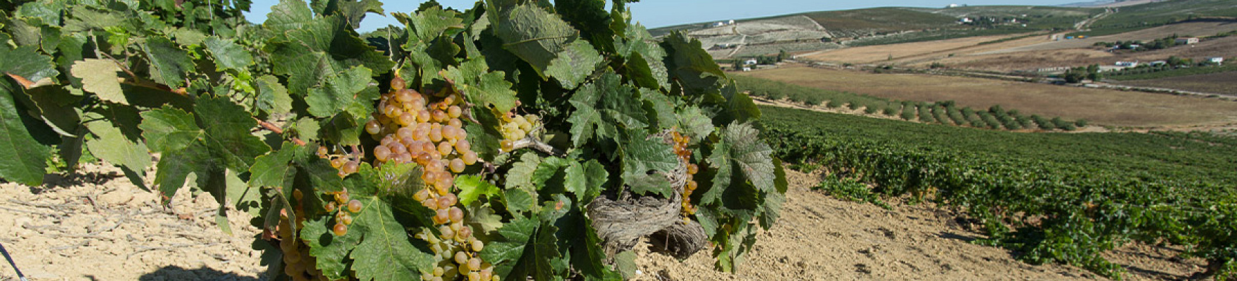 Productor: Bodegas Serdio