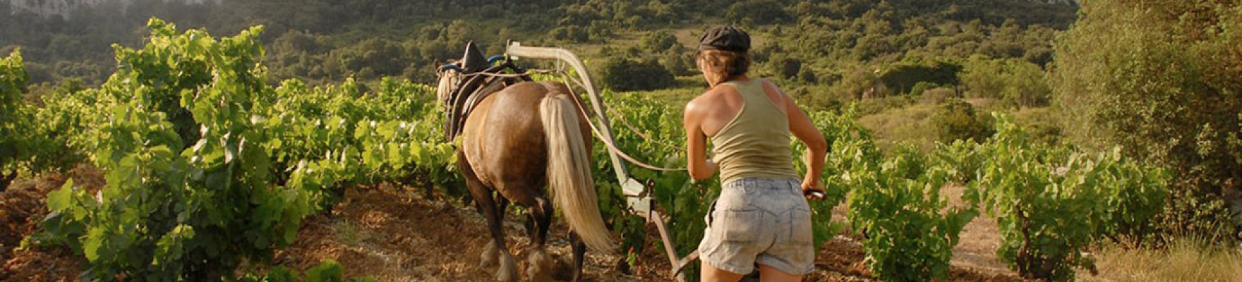 Productor: Le Clos des Fées