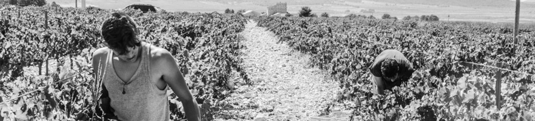 Productor: Carabibas Bodegas Sierra de Cabreras