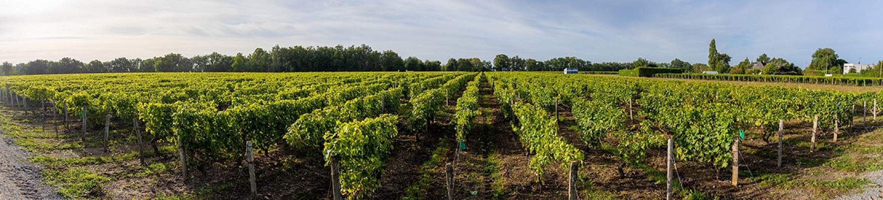 Productor: Clos des Aumônes