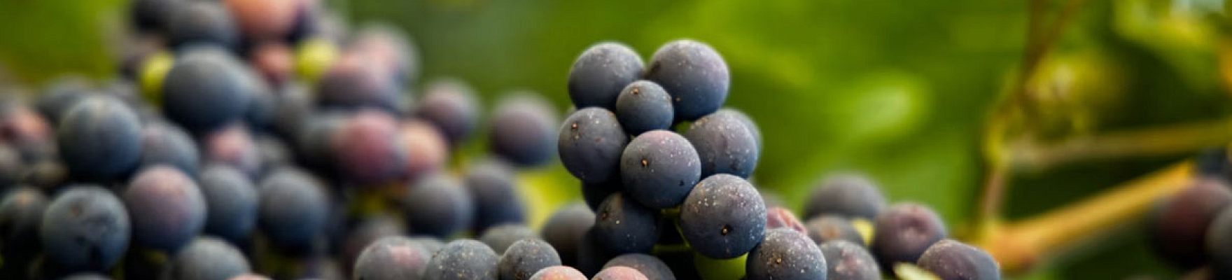 Productor: Bodegas y Viñedos Mas Asturias