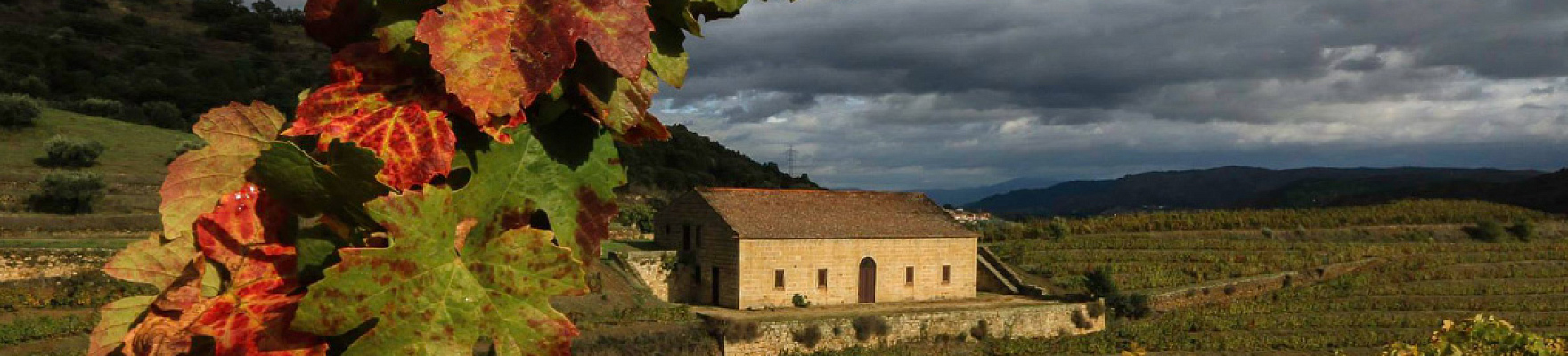 Productor: Quinta do Vale Meão