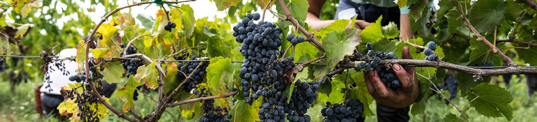 Productor: Azienda Agricola Arianna Occhipinti