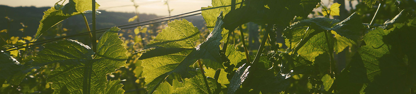 Productor: Weingut Heinrich