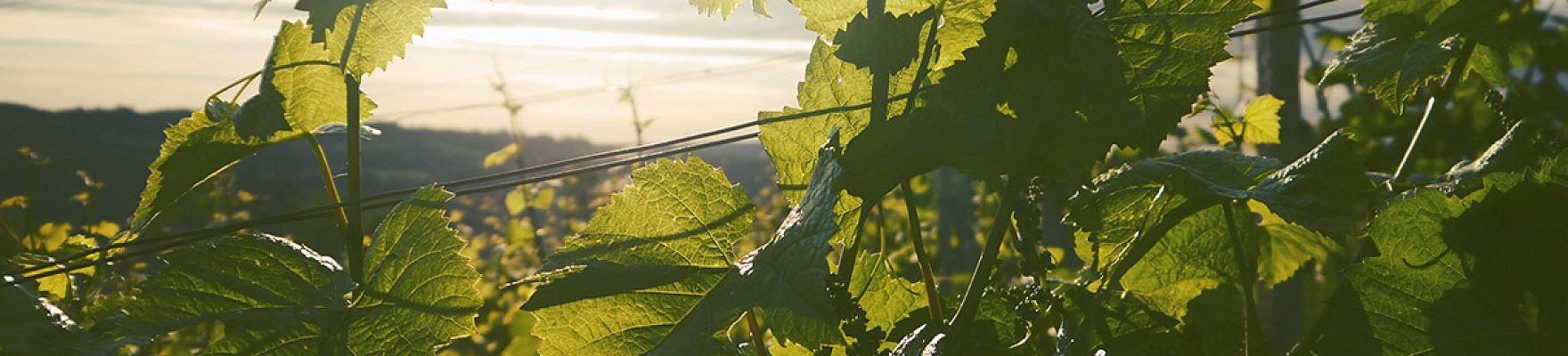 Productor: HGA Bodegas y Viñedos de Altura