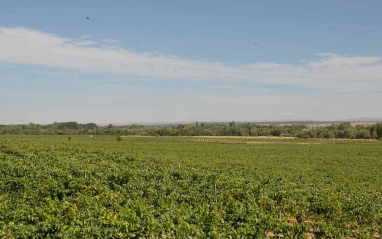 Panorámica de viñedos en llanura