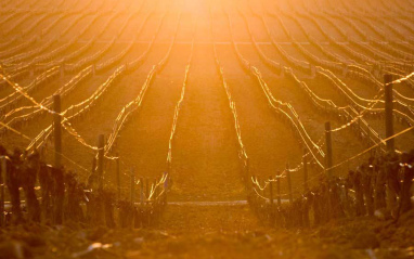 Viñedo al atardecer