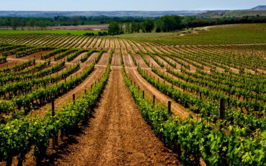 Viñedo en hilera