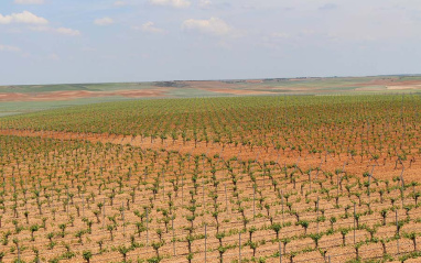 Panorámica de los viñedos de Álvarez y Díez
