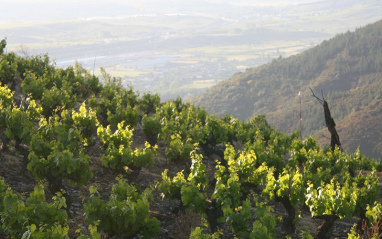Viñedos en laderas