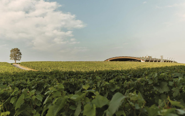 Panorámica de bodega