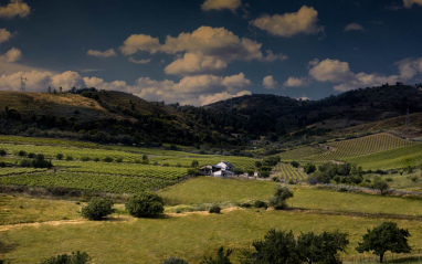 Viñedo