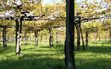 Viñas en pérgolas
