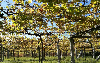 Viñedos de Albamar
