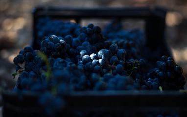 Uvas tintas