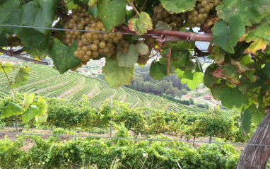 Detalle de uvas en viña