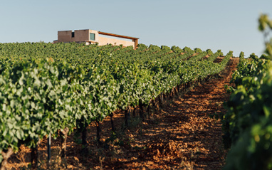 Vista del viñedo vallisoletano