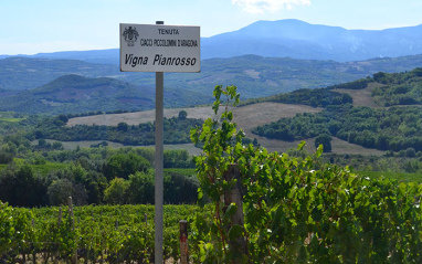 Viñedo