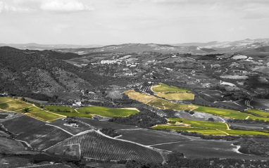 Viñedo 1