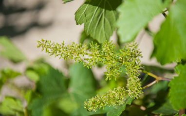 Verdejo en brotación