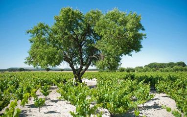Uno de los viñedos de la bodega