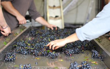 Selección de uvas