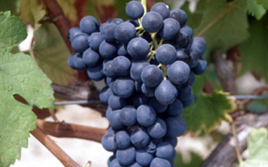 Syrah