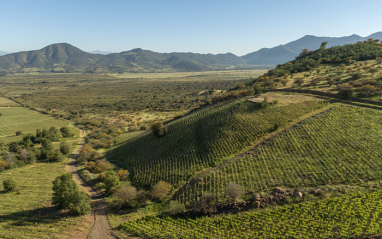 Vista general del viñedo