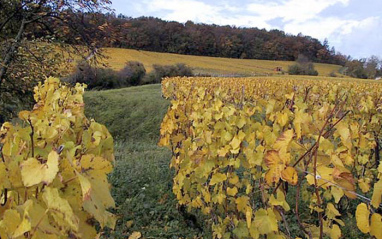 Viñedo en otoño
