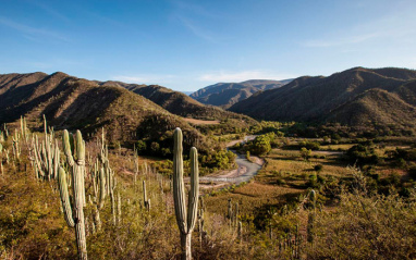 Paisaje de cactus cerca de los agaves del sur de Oaxaca