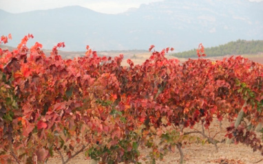Viñedo