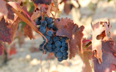 Racimo de Monastrell