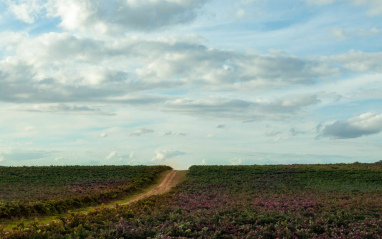 Imagen del viñedo