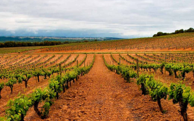 Viñedo de Pradorey