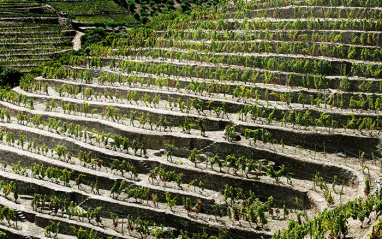 Viñedos en Douro
