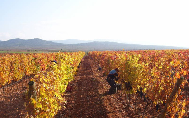 Viñedo