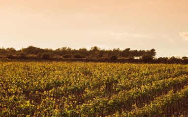 Panorámica del viñedo de la bodega en otoño