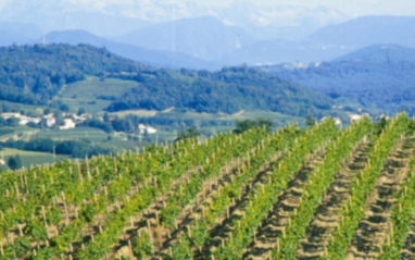 Viñedo friulano en ladera 