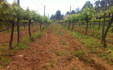 Viñedos de Borja Pérez