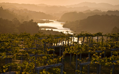 Atardecer en el viñedo