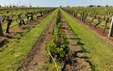 Viñedos 2