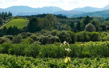 Vista del viñedo de Seisdedos