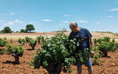 En el viñedo