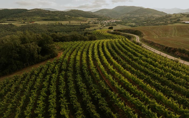 Viñas en pleno Alto Najerilla