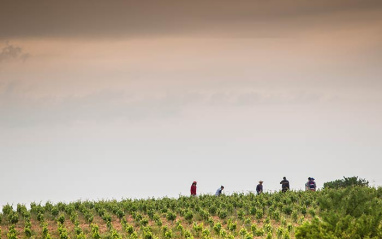 Panorámica del viñedo